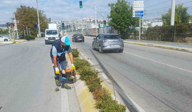 Sonbahar budaması