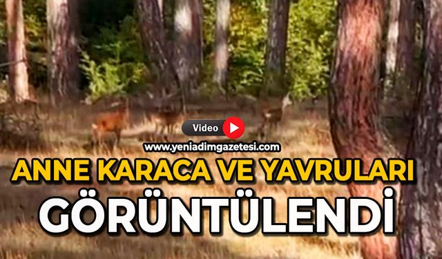 Anne karaca ve yavruları görüntülendi