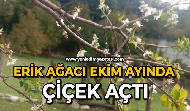 Erik ağacı ekim ayında çiçek açtı