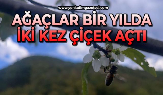 Ağaçlar bir yılda ikinci kez çiçek açtı