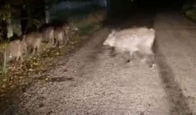 Aç kalan domuz sürüsü yola indi