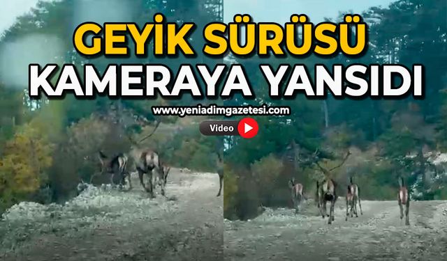 Geyik sürüsü kameraya yansıdı