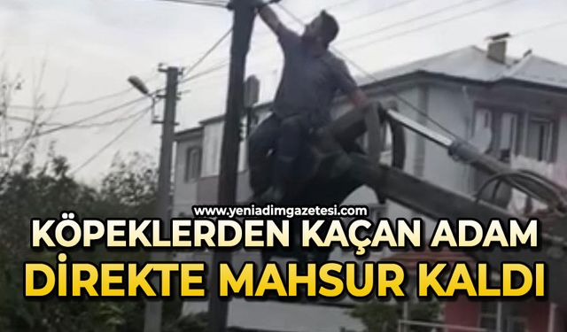 Köpeklerden kaçtı, direkte mahsur kaldı