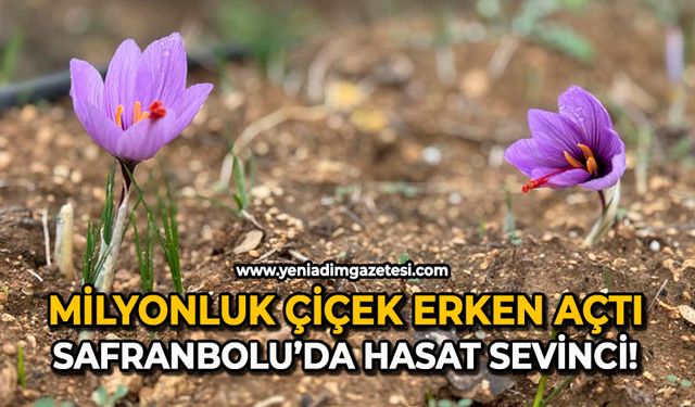 Milyonluk çiçek erken açtı: Safranbolu’da hasat sevinci!