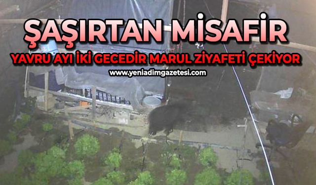 Şaşırtan misafir: Yavru ayı iki gecedir marul ziyafeti çekiyor