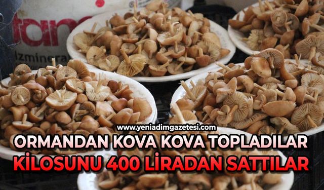 Vatandaş ormandan kova kova topladı, pazarda kilosunu 400 liraya sattı
