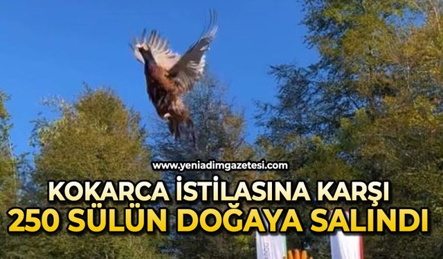 Büyük mücadele: 250 sülün doğaya salındı