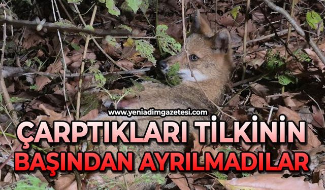 Ekipler gelene kadar çarptıkları tilkinin başından ayrılmadılar