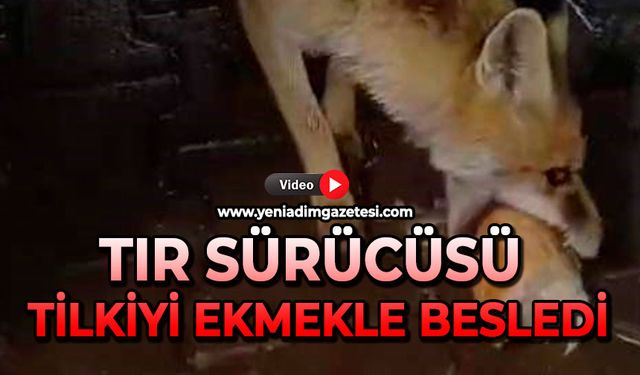Tır sürücüsü tilkiyi ekmekle besledi