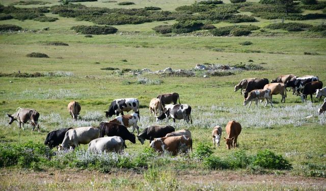 Güzelliğiyle mest eden Kastamonu yaylaları hayvancıların en büyük geçim kaynağı