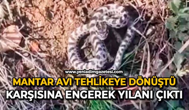 Mantar avı tehlikeye dönüştü: Karşısına engerek yılanı çıktı