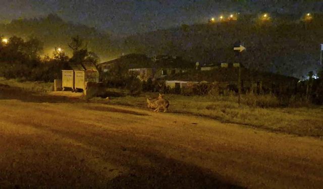 Çakallar şehir merkezini mesken tuttu