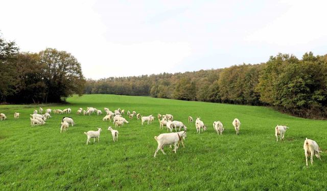 Süt otu desteği meraları yeşertti, maliyetleri düşürdü