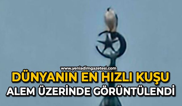 Dünyanın en hızlı kuşu alem üzerinde görüntülendi