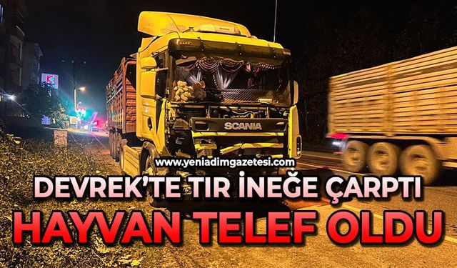 Devrek’te tır ineğe çarptı: Hayvan telef oldu