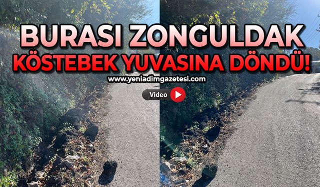 Burası Zonguldak: Köstebek yuvasına döndü!