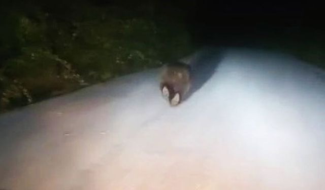 Yolda koşan ayı gülümsetti