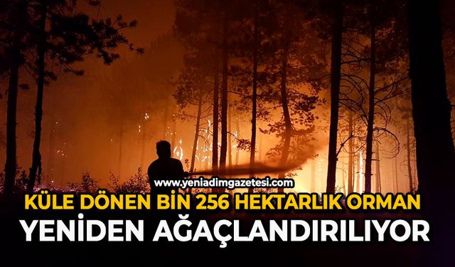 Küle dönen bin 256 hektarlık orman yeniden ağaçlandırılıyor