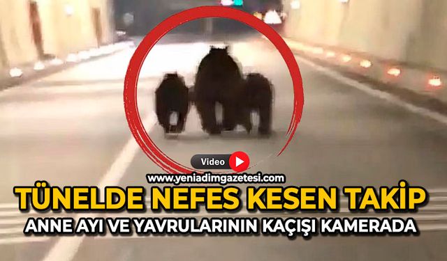 Tünelde nefes kesen takip: Anne ayı ve yavrularının kaçışı kamerada