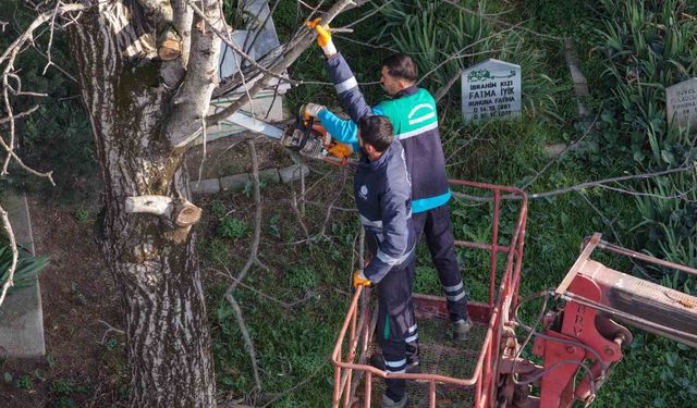 Başiskele'de budanan ağaç dalları ihtiyaç sahiplerine yakacak oluyor