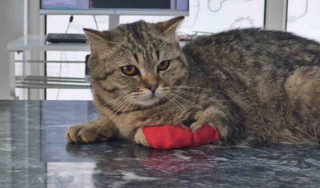 Bin 384,795 ton kedi köpek maması ihraç edildi