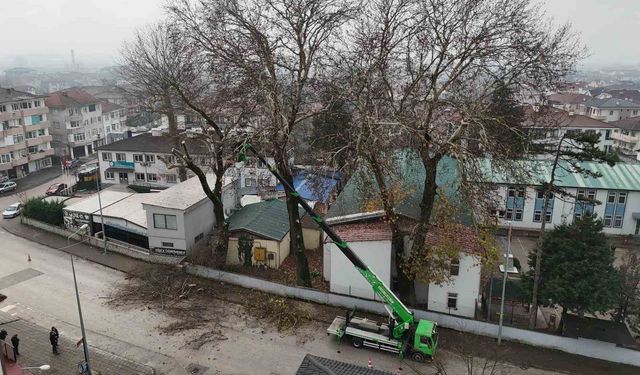 Düzce'de ağaçlara kış bakımı