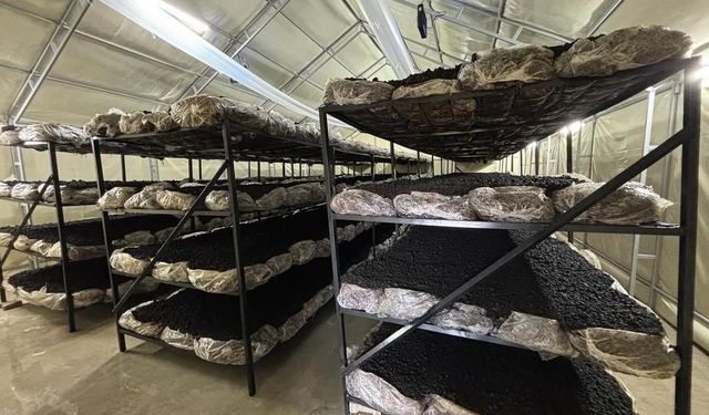 İlçenin ekonomisine yeni soluk