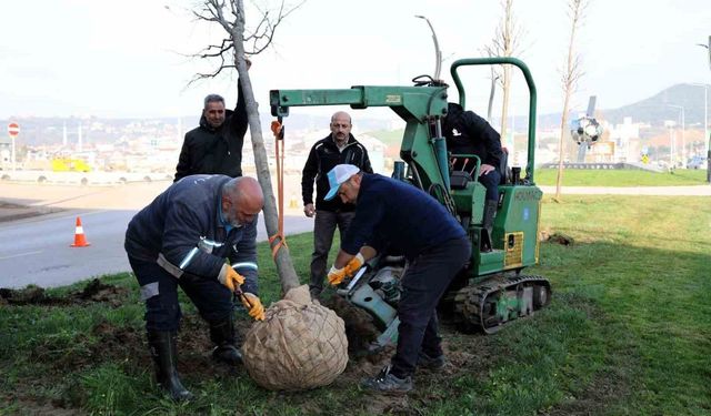 Tramvay çalışmasında sökülen ağaçlar yeni yerlerinde hayat bulacak