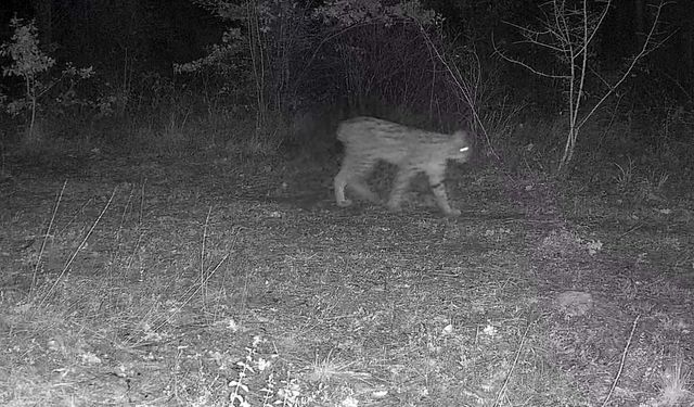 Vaşak ve yavrusu ile kurt, fotokapana yansıdı