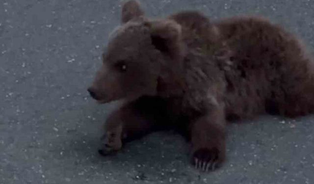 Kara yolundaki yaralı yavru ayı DKMP'ya teslim edildi