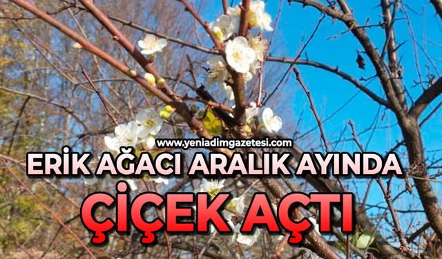 Erik ağacı Aralık ayında çiçek açtı