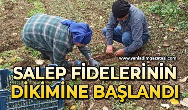 Salep fidelerinin dikimine başlandı