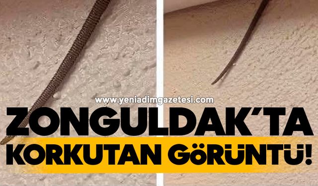 Zonguldak’ta korkutan görüntü!