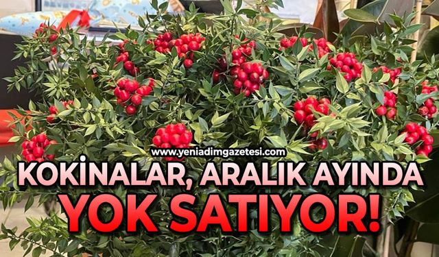 Kokinalar Aralık ayında yok satıyor