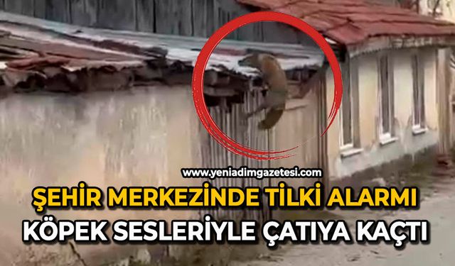 Şehir merkezinde tilki alarmı: Köpek sesleriyle çatıya kaçtı