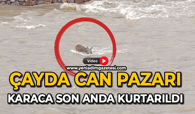 Çayda can pazarı: Karaca son anda kurtarıldı
