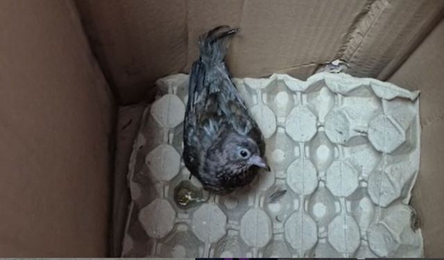 Duyarlı vatandaştan örnek davranış