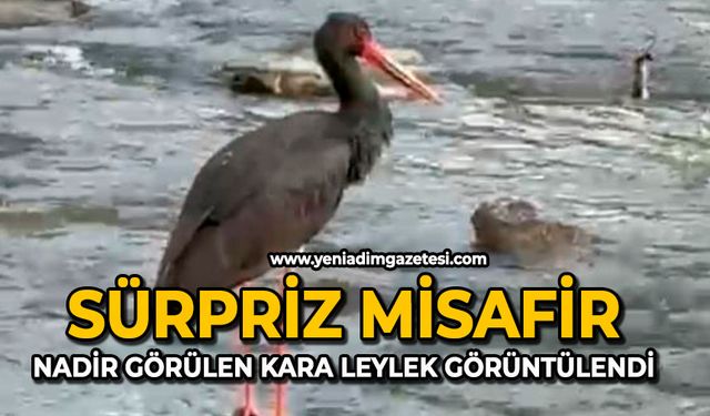 Sürpriz misafir: Nadir görülen Kara Leylek görüntülendi