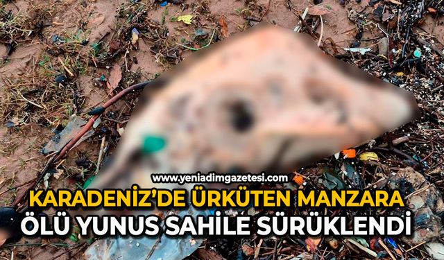 Karadeniz’de ürküten manzara: Ölü yunus sahile sürüklendi