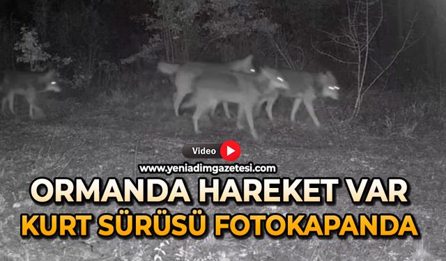 Ormanda hareket var: Kurt sürüsü fotokapanda