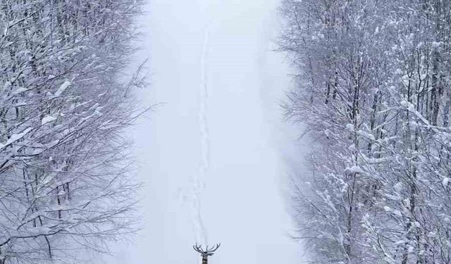 Karların arasında süzülen kızıl geyik havadan görüntülendi