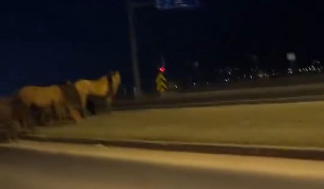 Yılkı atları D-100'e indi: Orta refüjde otladılar