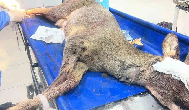 Aracın çarptığı karaca ameliyat edildi