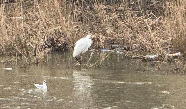 Yüzlerce kuş türüne köprü oluyor