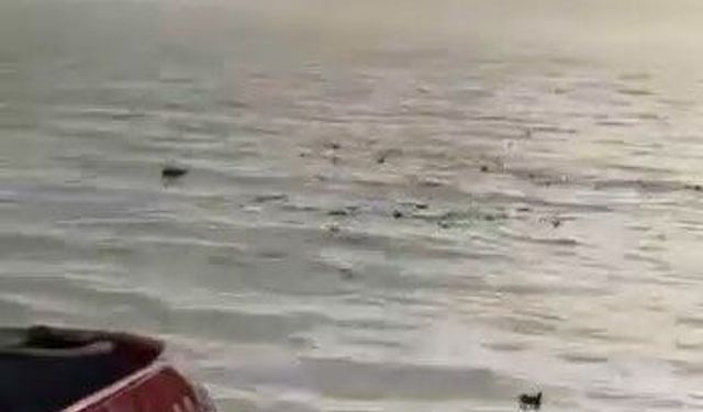 Denizi şehir çöplüğüne çevirdiler
