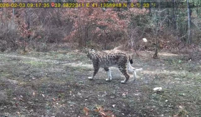 Vaşak ve karaca yavrusu fotokapanla görüntülendi