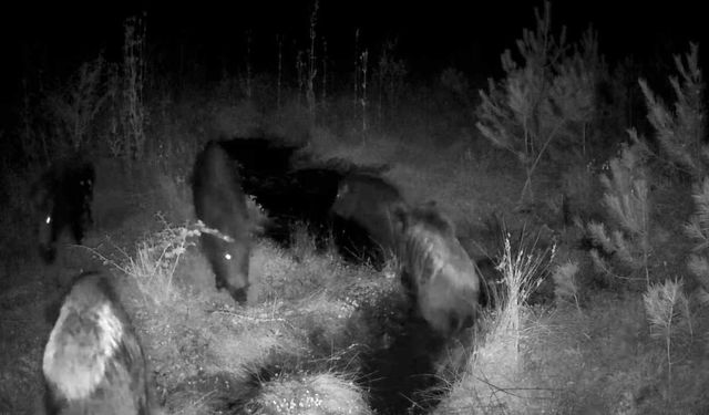 Yaban hayatı fotokapanlarla görüntülendi