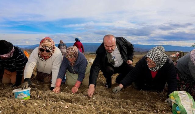 Dünyaca ünlü Taşköprü sarımsağının ekim sezonu erken başladı