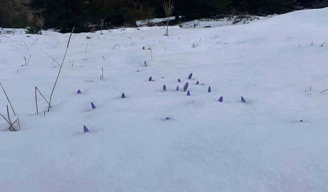 Açan çiğdemler kar altında kaldı