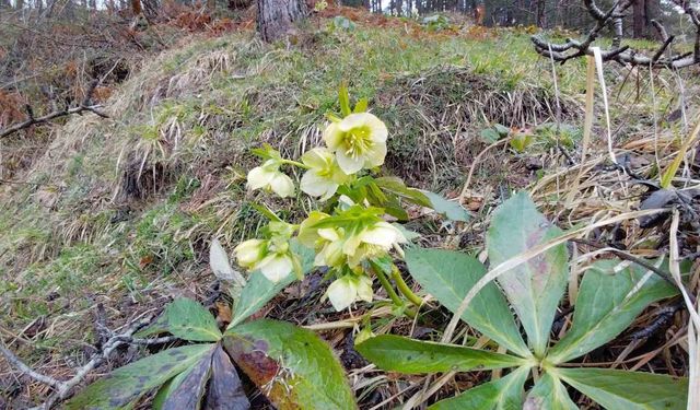 Karlar eridi, dereler coştu: Çiçekler açtı